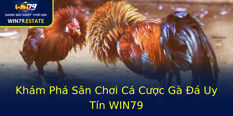 Khám Phá Sân Chơi Cá Cược Gà Đá Uy Tín WIN79 Khám Phá Sân Chơi Cá Cược Gà Đá Uy Tín WIN79